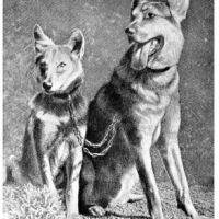 The history of the Saarloos Wolfdog