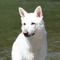 De witte Saarlooswolfhond