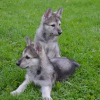 Pups eerste outcross Saarlooswolfhond